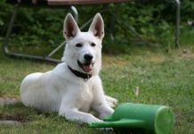 Gli animali domestici e loro normativa 1327 0 Gli animali domestici